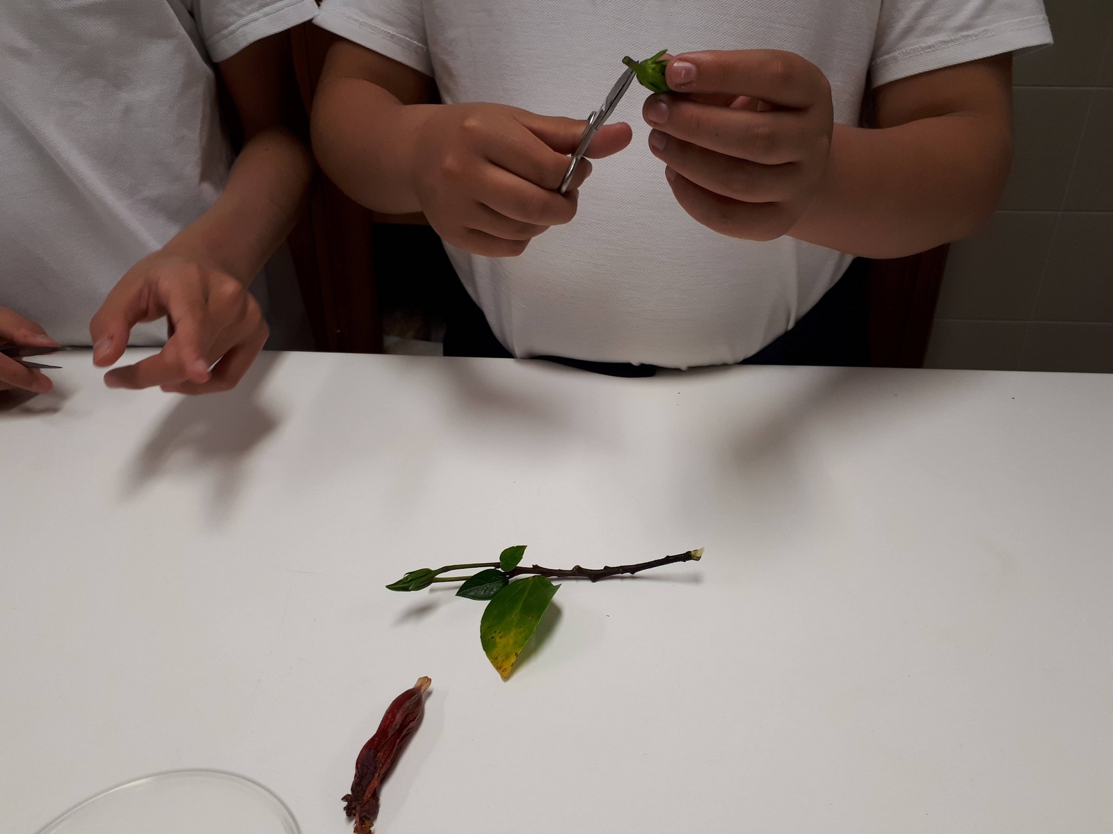 2021-04-30 – Dissecação de flores e sementes (6.º ano)