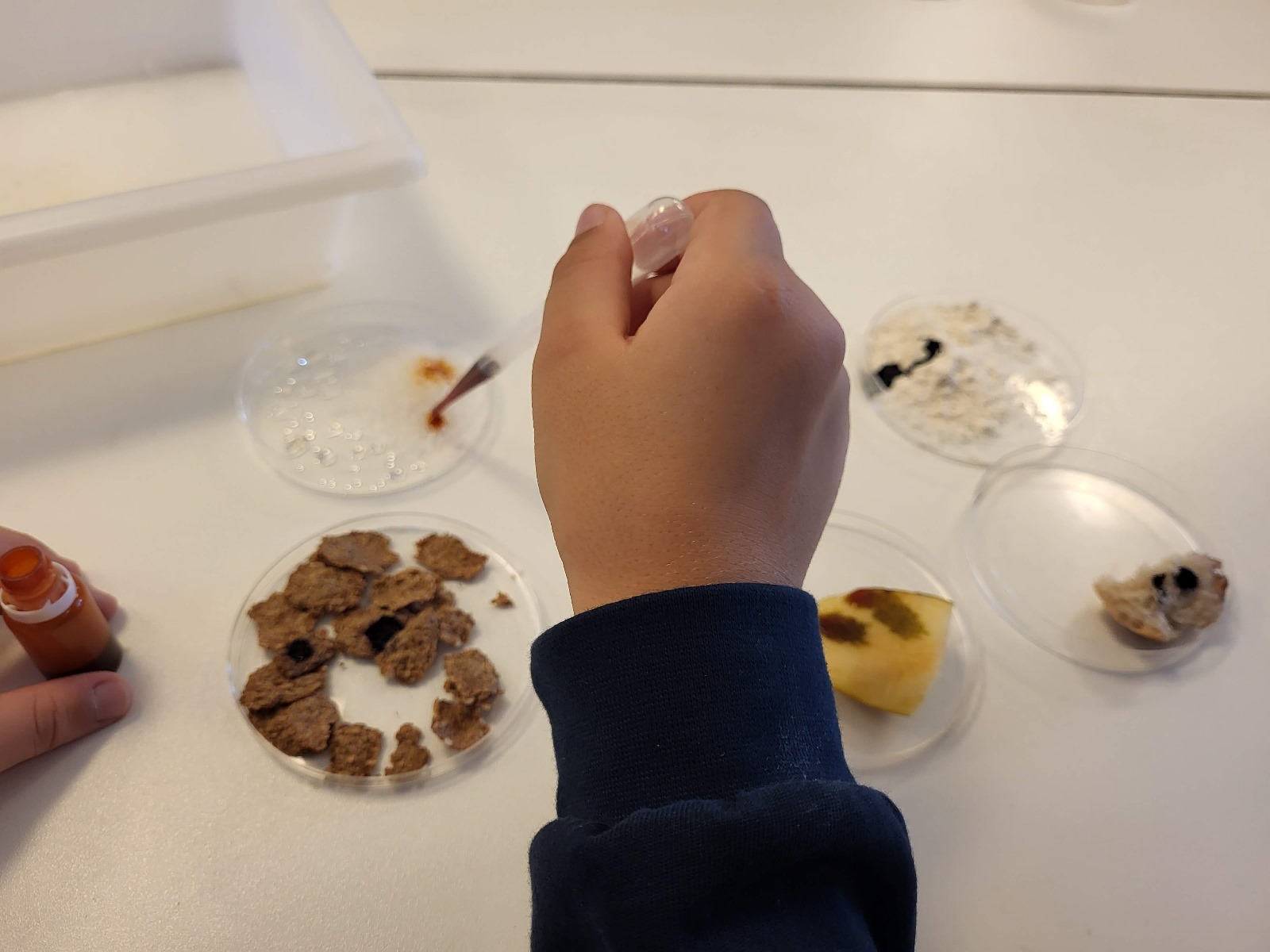 2023-10-26 – Apresença do amido nos alimentos (6.º ano)