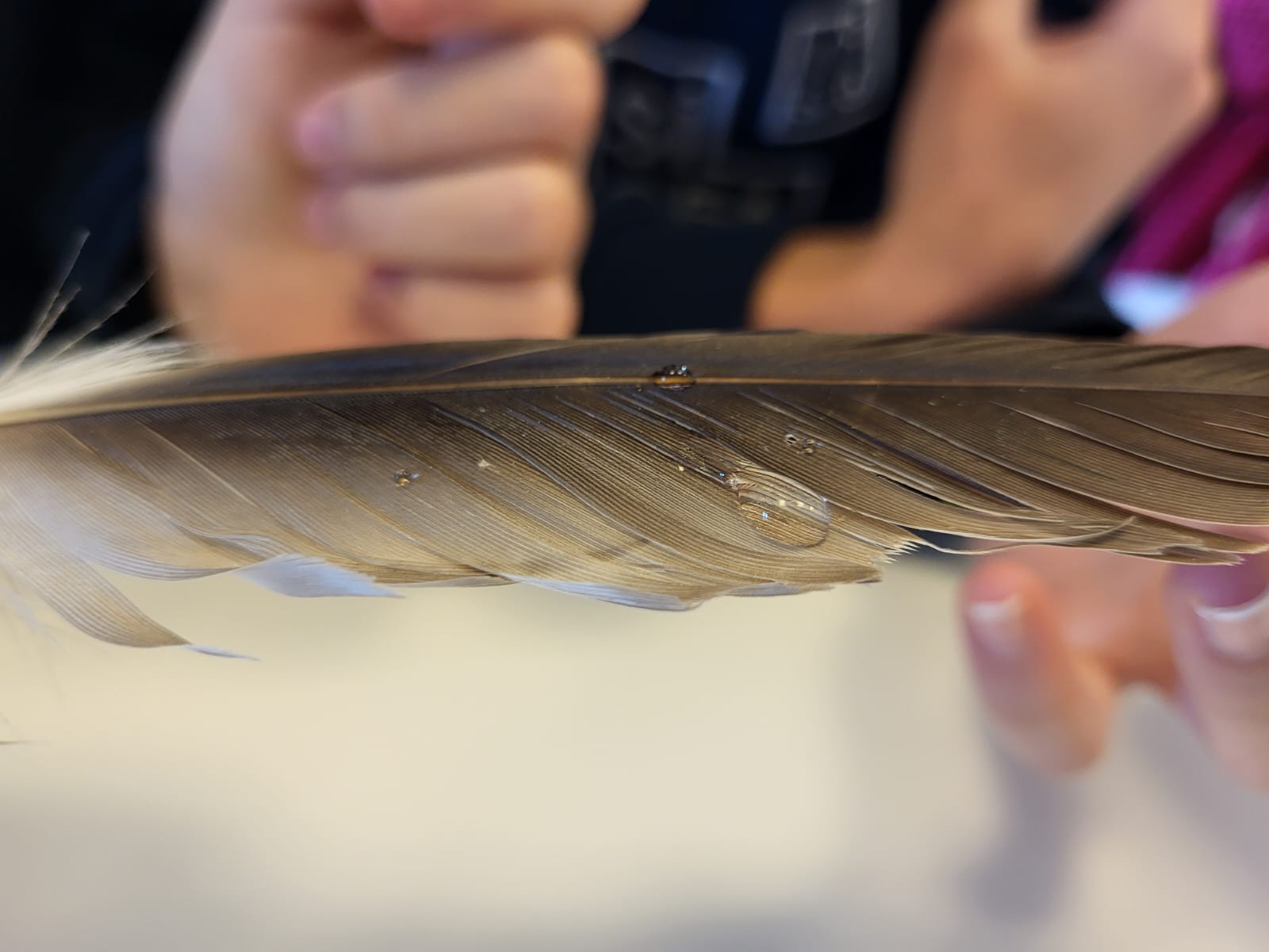 2024-01-12 – Propriedades do revestimento das aves (5.º ano)