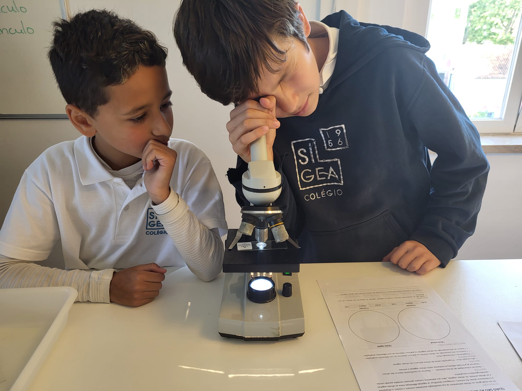 2024-05-23 – Observações ao microscópio (5.º ano)