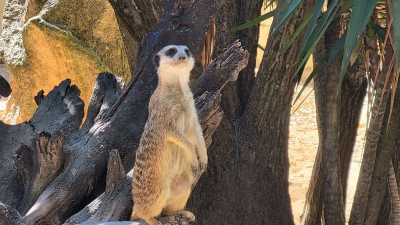 2026-03-31 – Visita ao Zoo (5.º e 8.º anos)